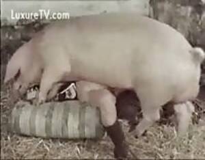 Cochon - Hog - Extreme Porn Video - LuxureTV