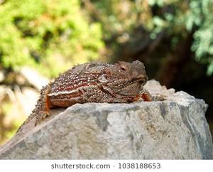 Horny Toad Sex Game - Horned lizard (\