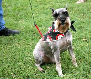 Gina Baca In Porn - A BACA Dog! Bikers Against Child Abuse. - There are actually a surprising  number