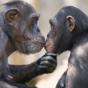 Chimpanzee Sex - Sex for meat â€“ how chimps seduce their mates | The Independent | The  Independent