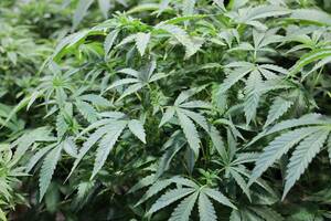 Fess%c3%a9e - Les meilleurs conseils de notre Ã©quipe pour la rÃ©colte de cannabis en  extÃ©rieur pour Croptober ! - GreenSeal Cannabis Co.
