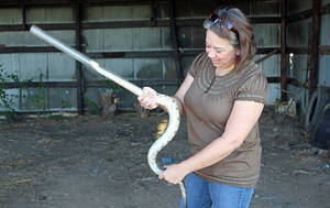 Mature Women Boy Porn - (The snake is trying really hard to back out of this tube, it is amazing  how strong their muscles are. Right after this Dr. Mills inserted the pit  tag.)