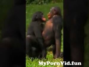 Chimpanzee Sex - Must watch!! did you know chimpanzee while mating .. from chimpanzee sex  Watch Video - MyPornVid.fun
