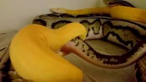 Man Fucks Snake Porn - Spares for an mg midget. '