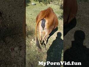 black cow pussy - Cow black pussy funny from cattle pussy Watch Video - MyPornVid.fun