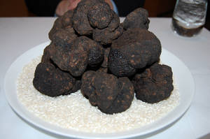 black cow porn - I ...