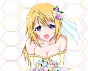 Cat Costume Infinite Stratos Porn - Anime Infinite Stratos Wallpaper