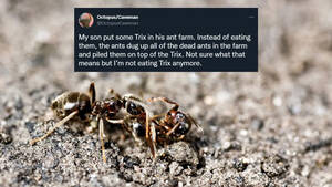 Ant Farm Porn Captions - Ant Farm Porn Captions | Sex Pictures Pass