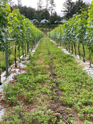 drunk wife gangbang la porte texas - ä»ŠæœŸã®ã¶ã©ã†åŽç©«ã¨é†¸é€  | å…¨é‡ç´”ç±³å¤§åŸé†¸ ãƒ—ãƒ¬ãƒŸã‚¢ãƒ æ—¥æœ¬é…’ã€Œæ¥¯é‡Žå·ã€è”µå…ƒãƒ–ãƒ­ã‚°