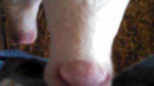 Cow Sucking Dick Porn - Lustful cow sucking on a guy's veiny cock in POV