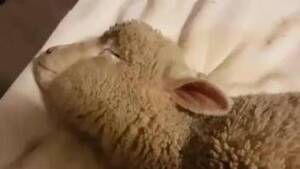 Mans Dick In Sheep Pussy - Man Fuck Sheep Animal Porn