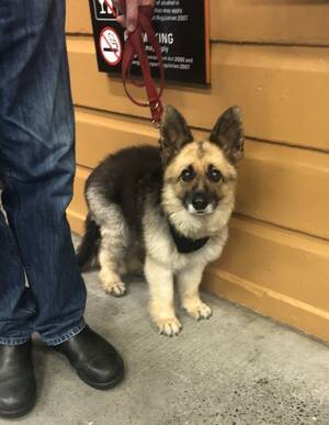 German Shepherd Porn Sites - adult german shepherd diagnosed with dwarfism : r/pics