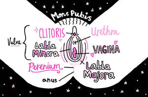 anotomical transexual anal illustration - Female Anatomy