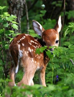 Bambi The Deer Porn - Me doesn'ts knowz any 'Bambi' creature atz allz. Me be a fawn. Pleez leaves  me here in meez forest home. Me be waitin' fer me mom to returns.