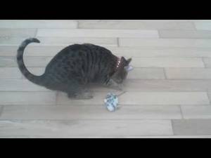 Ahab Porn - Porn Star Detox with my Cat Ahab on Drugs