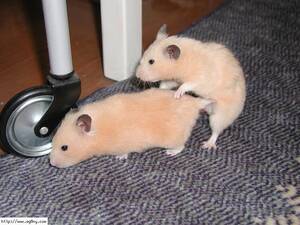 Hampester Porn - Hamster Porn | .... todos somos asi xD | Mugen Sama | Flickr