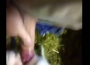 Man Fucks Calf Cow - Man fuck calf 1 Gaybeast - Beastiality Man - MadnessPorn Extrem Sex