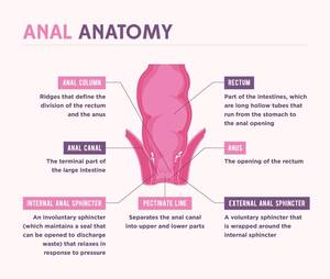 Anal Anatomy Porn - Anal Sex: Myths, Truths, And How Toâ€“Without Pain - Xs And Os