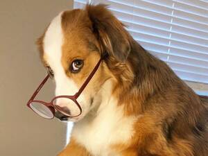 Australian Shepherd Furry Gay Porn - Dogs working from home during coronavirus crisis? There's an Instagram  account for that | Pets | The Guardian