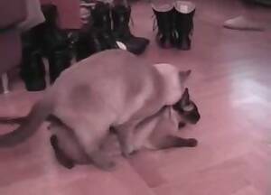 anal sex cat - Cat Filmy wideo / Anal Zoofilia / Popularne Strona 1