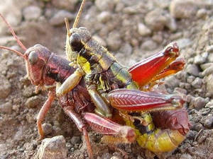 Locust Porn - Insect Porn