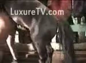 black mare fuck - Big black stud-horse fucking a taut floozy in the barn - Zoo Porn Horse Sex,  Zoophilia