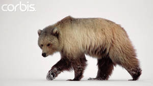 Grizzly Bear Giant Dick - grizzly bear penis - Google Search