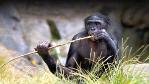 Chimpanzee Sex - Bonobo | San Diego Zoo Animals & Plants