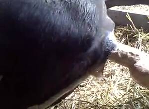 Buffalo Sex Porn - Cow Dild GayBeast.com - Man Fucks Pet - Extrem Sex and Taboo Porn.