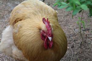 free porn fat chickens - 463 Fat Rooster Stock Photos - Free & Royalty-Free Stock Photos from  Dreamstime