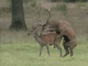 Man Fucks Deer 2 - Deer Fucks Man Zoophilia Videos - Free Porn Videos