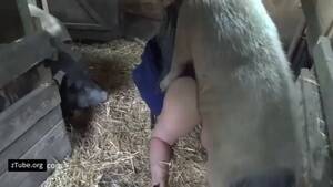 interracial pig - yasmin breastfeeding - new pig porn - ZooTube Videos