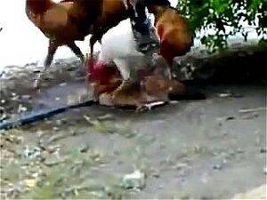 chicken anal fuck - Watch A single hen fucked by several cock - Anal Porn - SpankBang