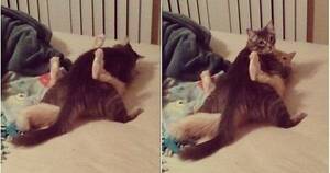 Cats Mating Porn - Caught my cats having sex like humans... : r/funny