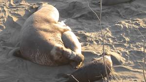Elephant Porn - elephant seal porn