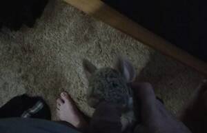 Gay Gerbil Porn - Gerbil 3 - ThisVid.com en anglais