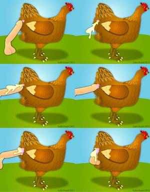 Chicken - colinstu_chicken_messing.swf [W] 4.7 MiB. Porn, Bestiality, Vaginal. Misc,  Stills, Mute. Emotional, Facepalm:1.