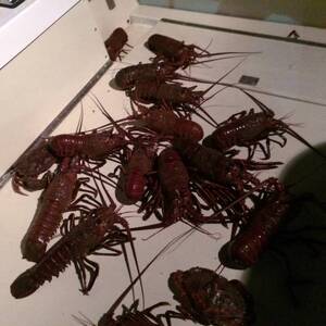 Lobster Porn Slap - LOBSTER PORN 1-11-16 WENT DEEP AND IT PAID 5 WEEK STRAIGHT | Bloodydecks