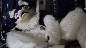 Japanese Furry Porn - Japanese Furry 05 - ThisVid.com