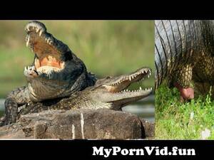Alligator Mating Porn - Crocodile Mating Call || Crocodile Unseen Video|| 4K HD high Quality  Video|| WildLife from crocodile sex hot xxx video in amereka Watch Video -  MyPornVid.fun