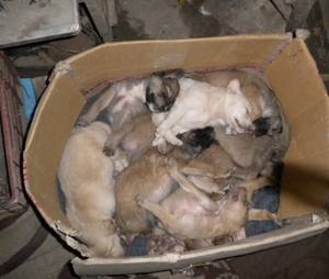 Cardboard Box Porn - Here are fuzzy photos of them sleeping in a cardboard box together (you  might not be able to make each one out, but hopefully you'll get a general  ...