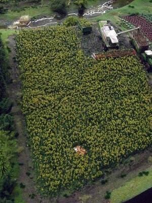 couple nudist - A little nudity in the flowers