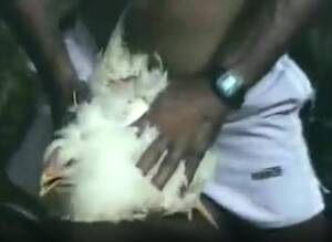 Man Fucks Chicken Bestiality - For the first time I fucked a chicken - Zoo Xvideos