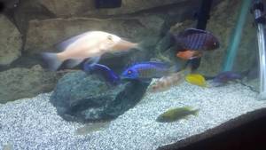 Babies Porn - FISH PORN| FISH LOVE ROCKS! !!!! â™¡YELLOW LAB BABIES YET AGAIN ON THE WAY