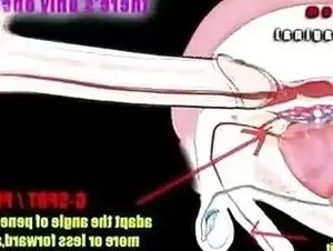 Anal Anatomy Porn - Sissy Anatomy - Tranny.one