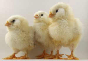 Baby Chicken Porn - Baby Chicks: The Definitive Care Guide - The Happy Chicken Coop