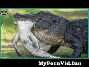 Alligator Mating Porn - Crocodile mating from alligator mating Watch Video - MyPornVid.fun