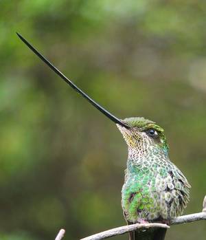 In Bird - Steve Blain presents \