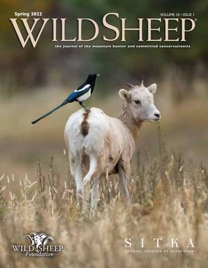 Mans Dick In Sheep Pussy - WILD SHEEP Spring 2022 by wildsheepfoundation - Issuu