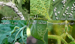 Angelina Jolie Bololo Porn - Ù…Ø¨ÙŠØ¯ Ø­Ø´Ø±ÙŠ Ù…Ù† Ø§Ù„ÙÙ„ÙÙ„ Ùˆ Ø§Ù„Ø«ÙˆÙ… Ùˆ Ø§Ù„ØµØ§Ø¨ÙˆÙ† â€“ plantnmore